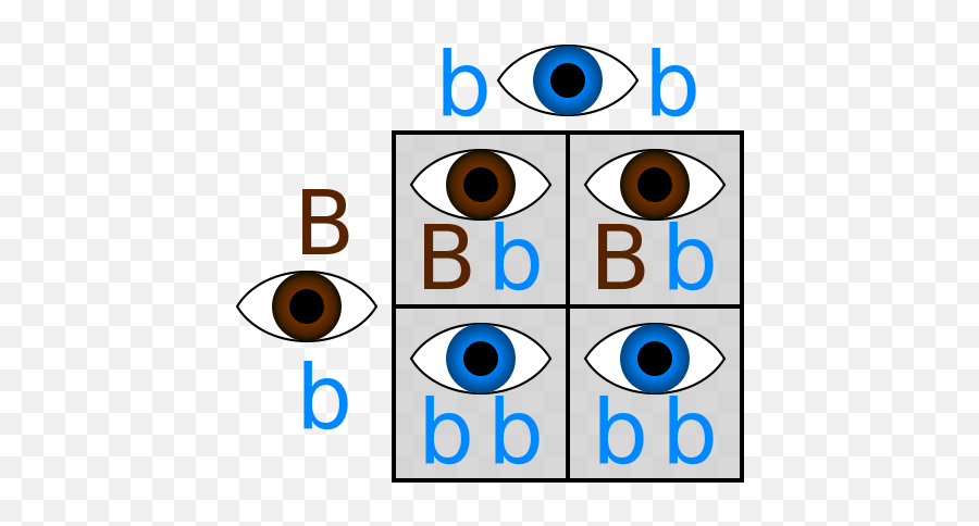 Punnett Squares Examples Diagrams Emoji,Gean Emoji