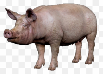 Pig Png High - Pig Pic Png Emoji,Pig Emoji Mages Transparent Background