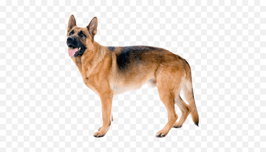 German Shepherd Temperament Lifespan Grooming Training Emoji,Dog Tails Emotions