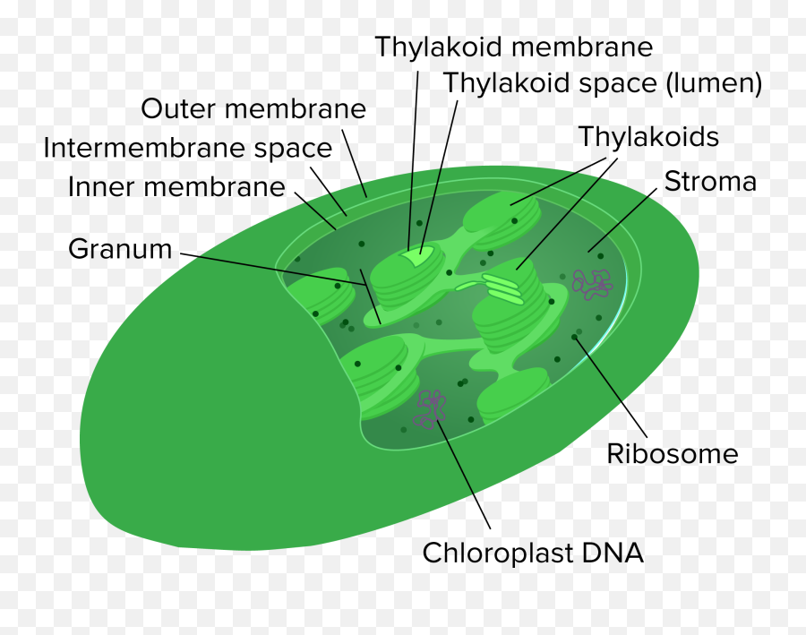 Pembahasan Soal Simak Ui Biologi Tahun 2013 Kode Soal 238 - Chlorophyll Located In The Chloroplast Emoji,Kode Emoticon Bbm Lengkap