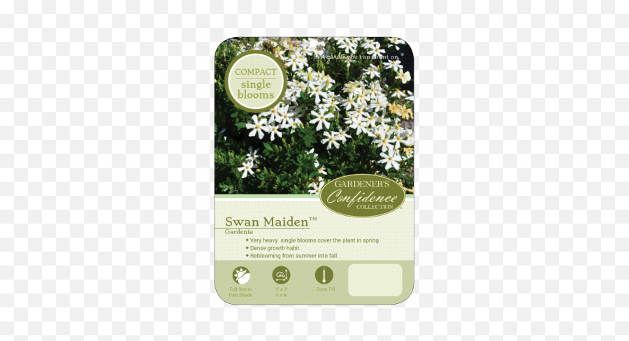 Swan Maiden - Aster Emoji,Picture Of Sweet Emotion Abelia In Garden