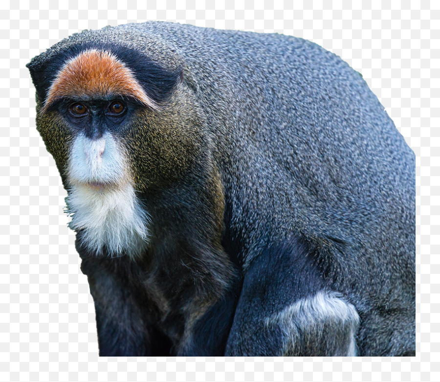 Free Monkey Png Transparent Download Free Monkey Png - De Brazza Monkey Png Emoji,Different Chimpanzee Emotions