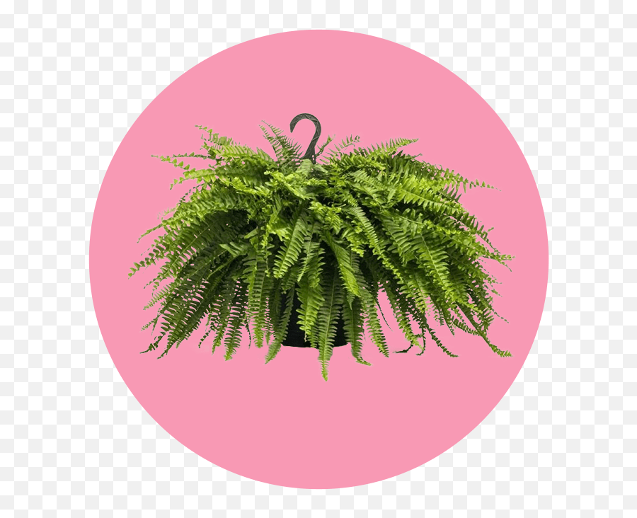 How Caring For Plants Helps Fight Loneliness - Fern Emoji,What Do The Lonely Do On Christmans The Emotions