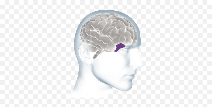 Inside The Brain - Brain Basics Alzheimeru0027s Association Emoji,Emotions Body Part In Brain