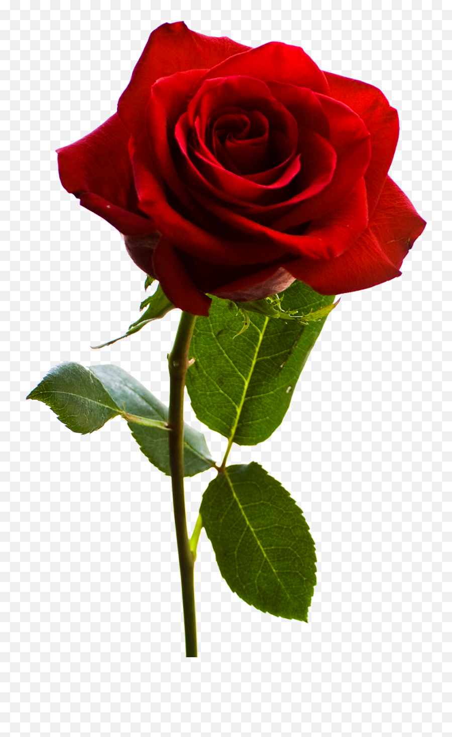 Rose Picture Photo Rose Flower Png Rose Pictures Rose Emoji,Small Tardis Emoticon