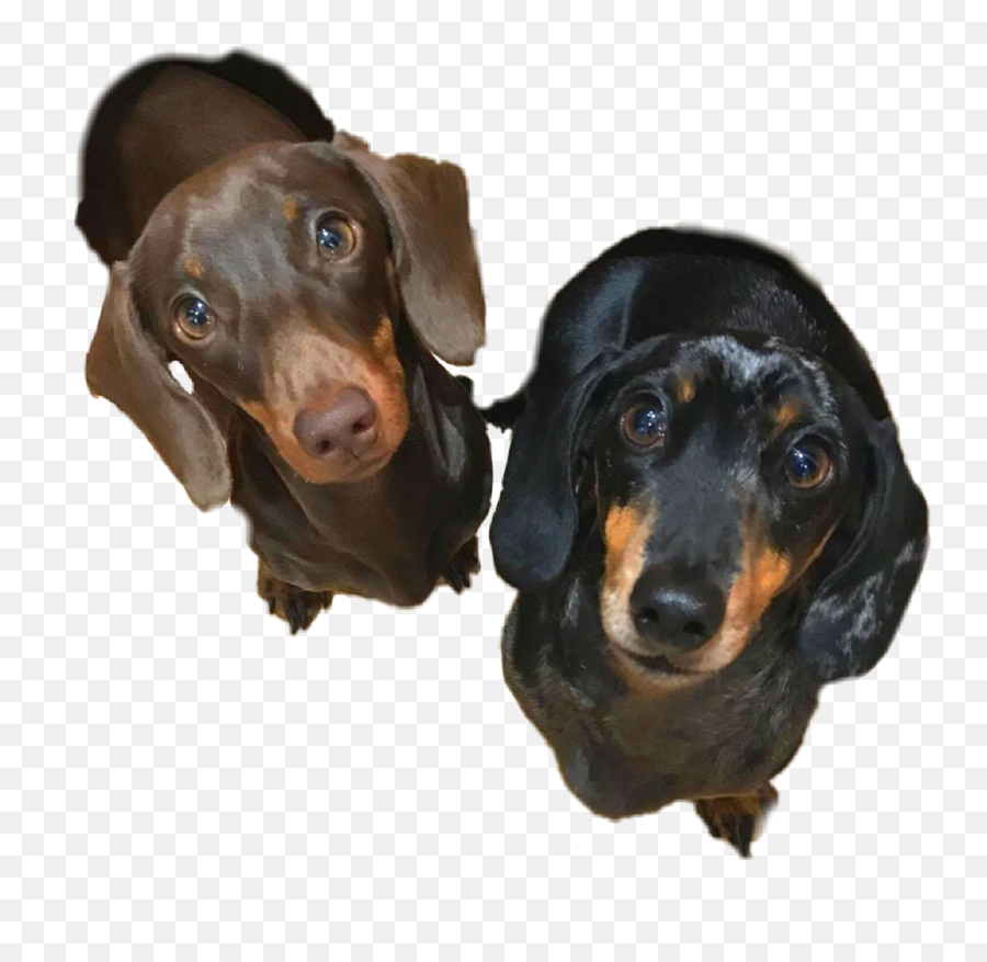 Popular And Trending Sausagedog Stickers On Picsart - Vulnerable Native Breeds Emoji,Weenie Dog Emoji