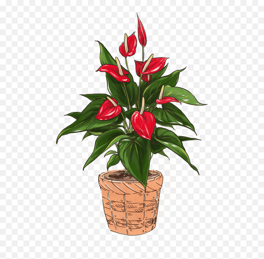 Flamingo Flower Tropical Flowers For Delivery Lively Root Emoji,Flower Emoji All Systems