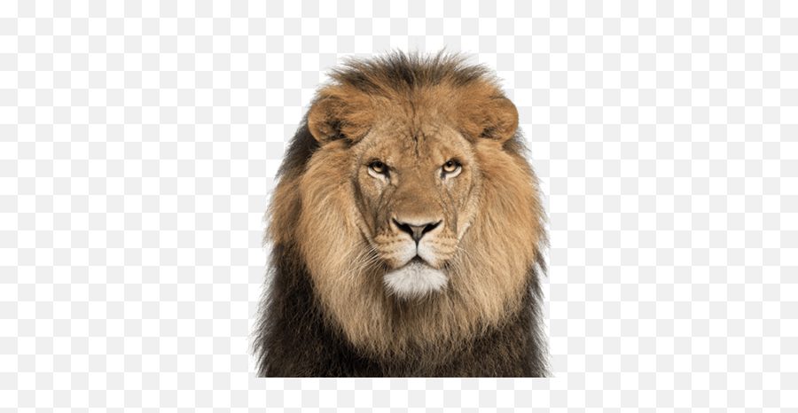 Welcome To Henry Vilas Zoo Madison Wisconsin - Transparent Lion Face Png Emoji,Fonzie Emoji