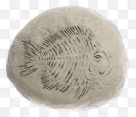 Gifts Royeru0027s Flowers And Gifts - Flowers Plants And Trilobite Emoji,Fossil Emoji