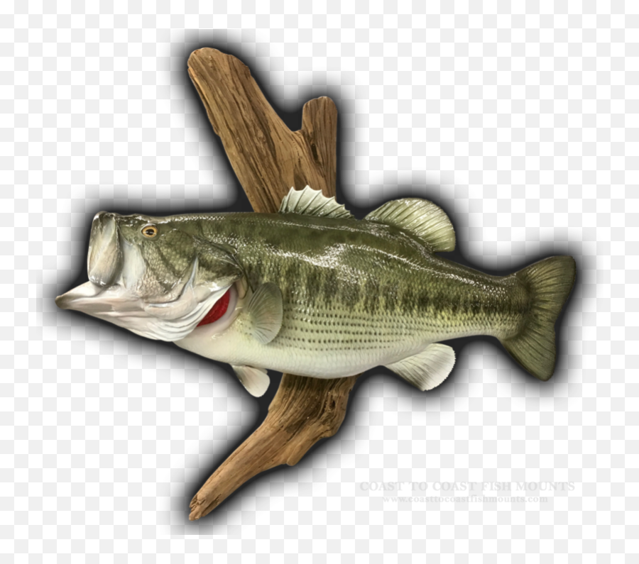 27 18 Lbs Largemouth Bass Fish - Bass Emoji,True Human Emotion Drum And Bass