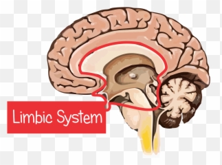 Introduction - Brain Emoji,Brain And Emotions