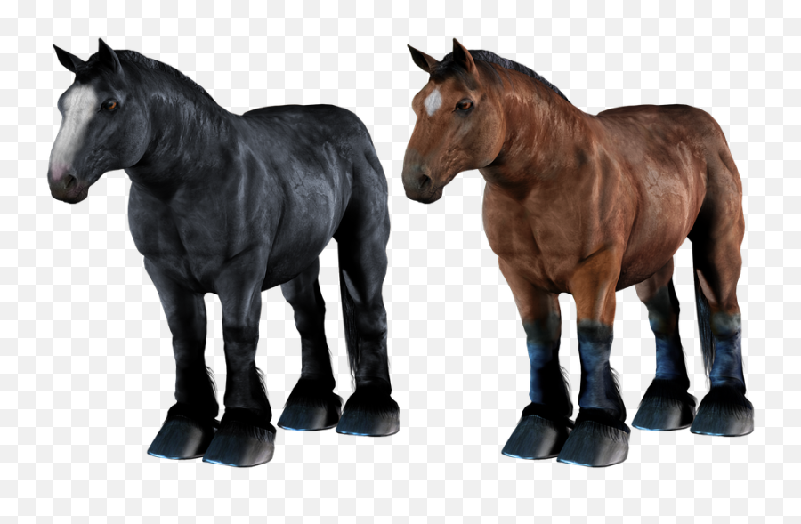 Free Photo Dray Equine Horse Draft - Draft Horse Transparent Background Emoji,Horse Emotions For Kids