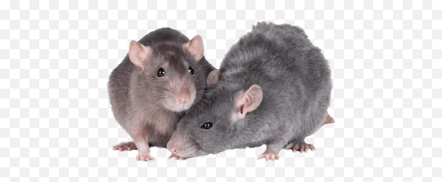 Rat Companionship - Brown Rat Emoji,Rat Faces Emotions