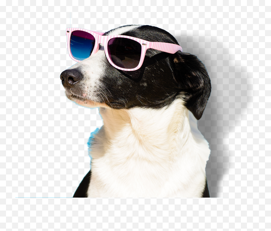 Dogs Playing Png - Dog With Sunglasses Transparent Emoji,Shit Emoji Hat For Dog