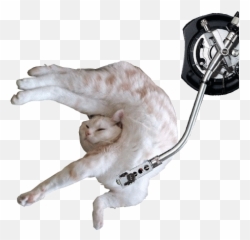 Funny Gifs Stupid Gif - Vsgifcom Stupid Transparent Gif Emoji,Emoji Bey Gif