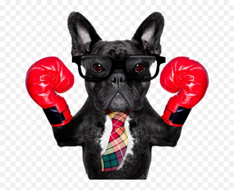 Dog Boxerdog Gloves Boxer Sticker Sticker By - Boxing French Bulldog Emoji,Boxer Emoji