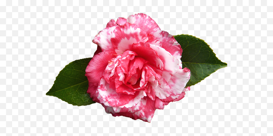 Free Photo Flower Camelia Japonica Blossom Camellia Bush - Camellia Flower Png Emoji,Emotion Stamen