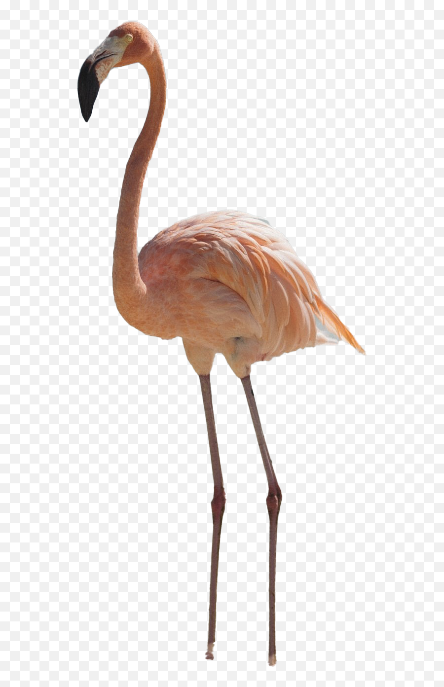 Real Flamingo Png Pic Png Mart - Real Flamingo Png Emoji,Flamongo Emoji