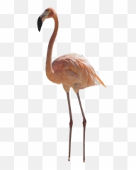 Real Flamingo Png Pic Png Mart - Real Flamingo Png Emoji,Flamongo Emoji