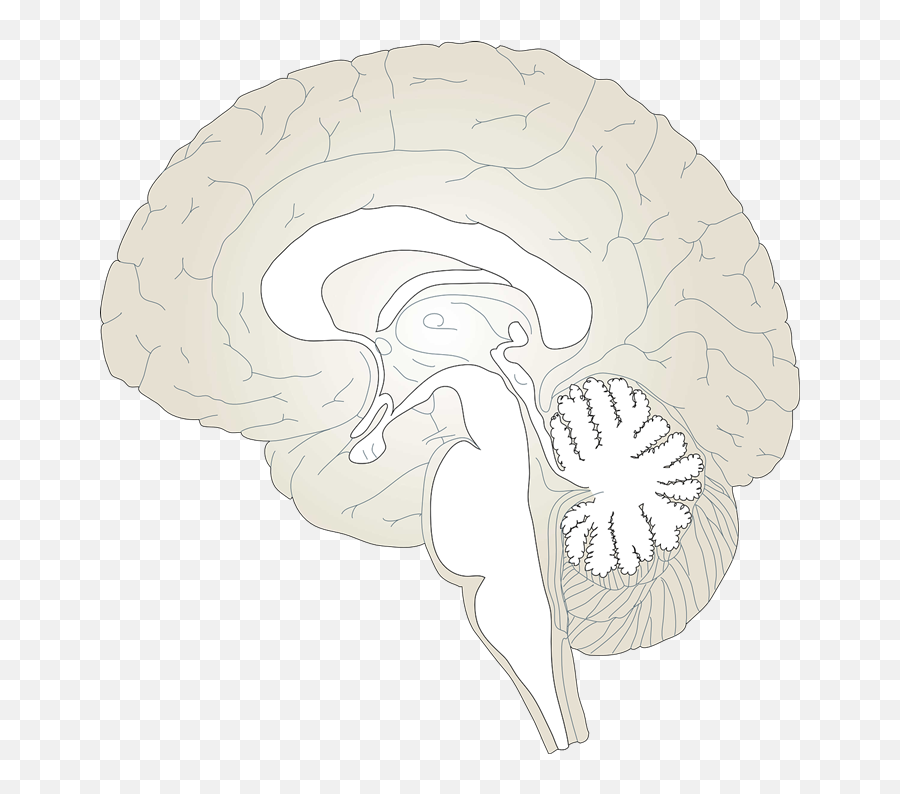 Brain Free To Use Cliparts - Clipartix Brain Outline Cross Section Emoji,Brain Emoji Png