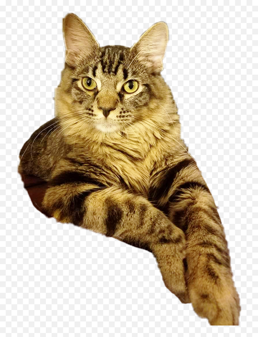 Cat Lounging Sticker - Domestic Cat Emoji,Lounging Emoji