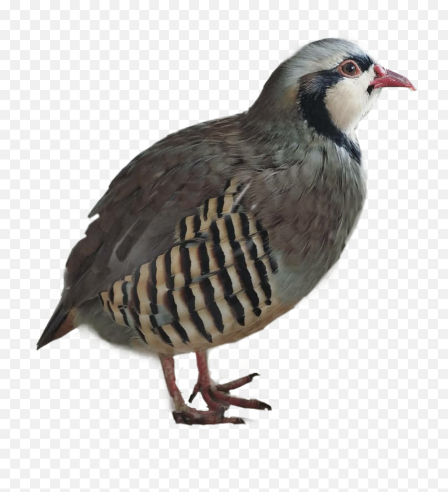 The Most Edited Birdsinflight Picsart - Partridge Emoji,Quail Emoji