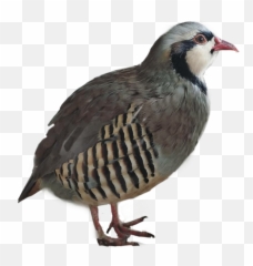 The Most Edited Birdsinflight Picsart - Partridge Emoji,Quail Emoji