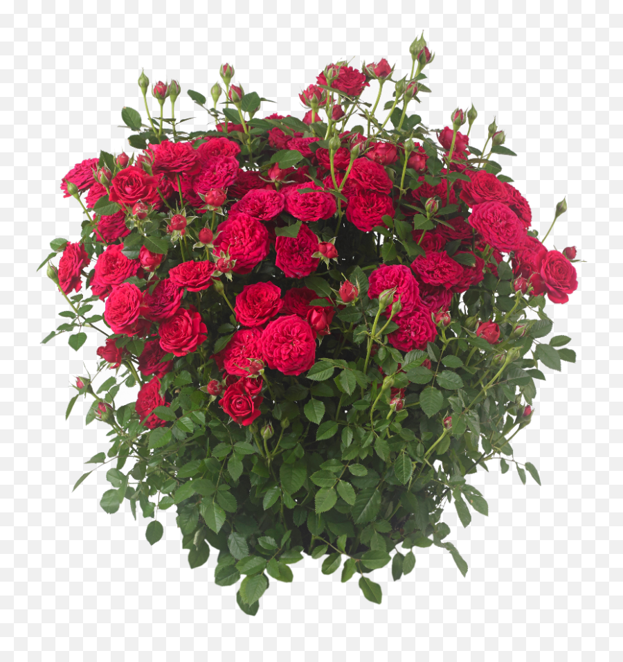 Bulletproof Roses For Sale - Garden Roses Emoji,Picture Of Sweet Emotion Abelia In Garden