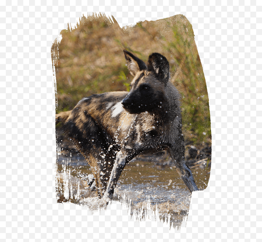 About Wild Dogs Emoji,African Wild Dog Ears Emotions