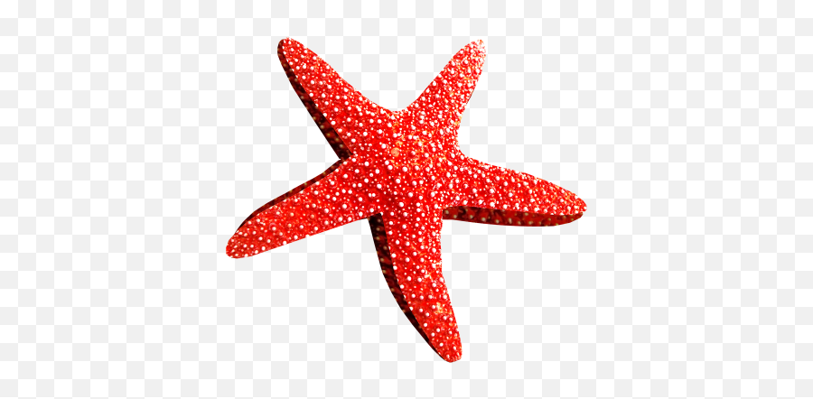 Png Images Starfish Snipstock - Real Starfish Transparent Background Emoji,Deviant Art Starfish Emoticon