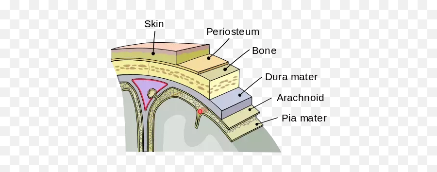 If A Finger Poked A Human Brain Would - Layers Of The Meninges Emoji,Emotion Poking Stick