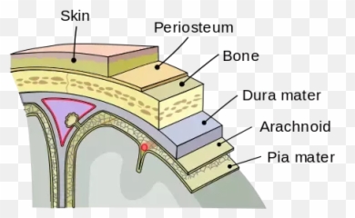 If A Finger Poked A Human Brain Would - Layers Of The Meninges Emoji,Emotion Poking Stick