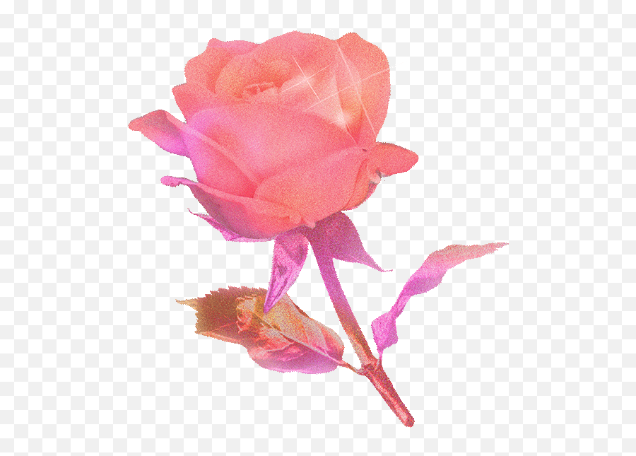 Topic For Rose Animation Animated Red Rose On A Piano - Flower Blooming Infinite Gif Emoji,Facebook Rose Emoji