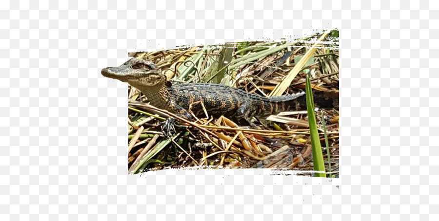 Best Everglades Airboat Tours In Miami See Alligators - American Crocodile Emoji,Facebook Emoticons Alligator