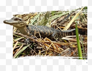 Best Everglades Airboat Tours In Miami See Alligators - American Crocodile Emoji,Facebook Emoticons Alligator