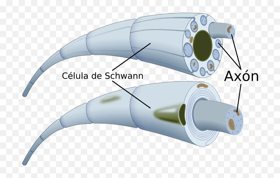 The Nervous System Of Dogs U2013 Definition Anatomy And - Fibra Mielinica Y Amielinica Emoji,Is The Nervous Syst Responsible For Some Emotions