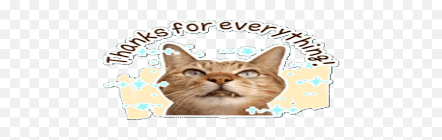 Cats Memes Whastickersapps Nuevos On Windows Pc - Photo Caption Emoji,Cat Meme 100 Emoji
