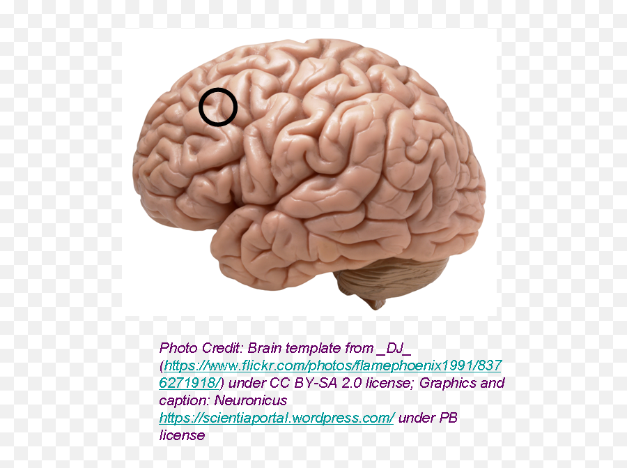 Dlpfc U2013 The Science Portal - Real Brain Emoji,Brain Lobes Emotion Intellect Personality