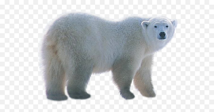 Ironic Process Theory And Paradoxical Intention Youu0027re Not - Polar Bear Images Png Emoji,Two Process Theory Of Emotion