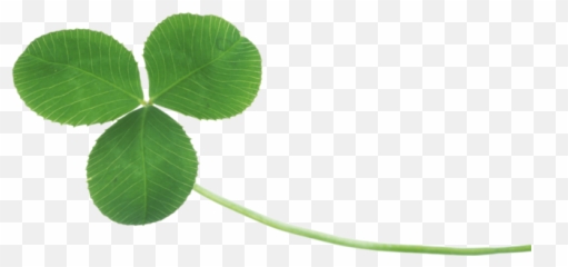 Shamrock Sanyecao San Ye - Real Clover Leaf Png Emoji,Emojis Meaningwallpaper