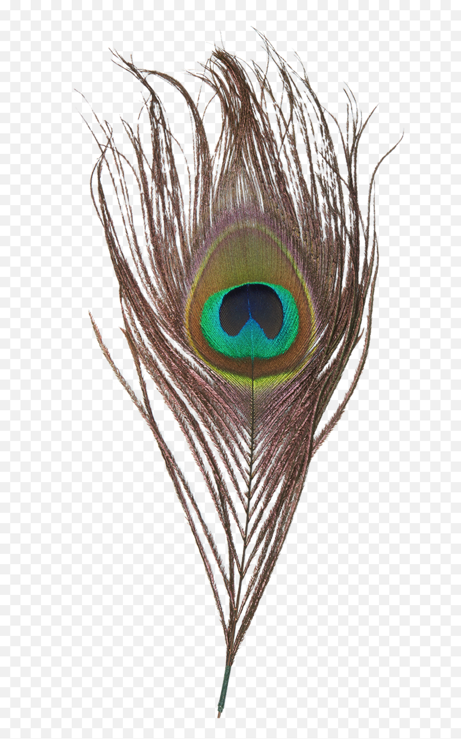 Download Hd Peacock Feather Png - Krishna Mor Pankh Png Emoji,Peacock Feather Ascii Emoticon