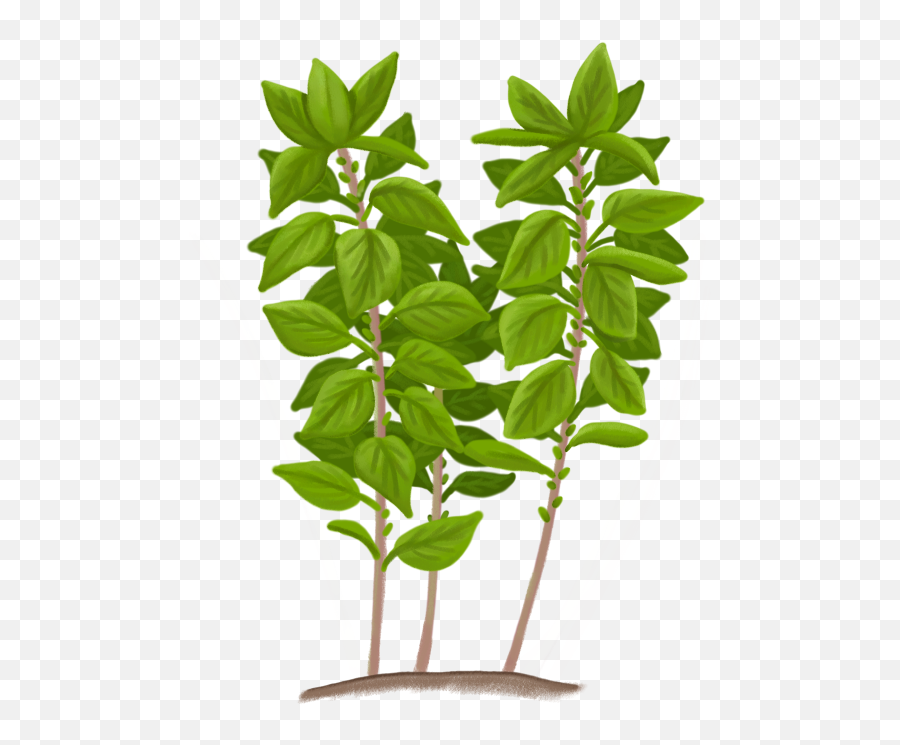 Plants Emoji,Oregano Leaves Emoji