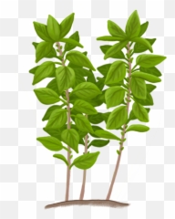 Plants Emoji,Oregano Leaves Emoji