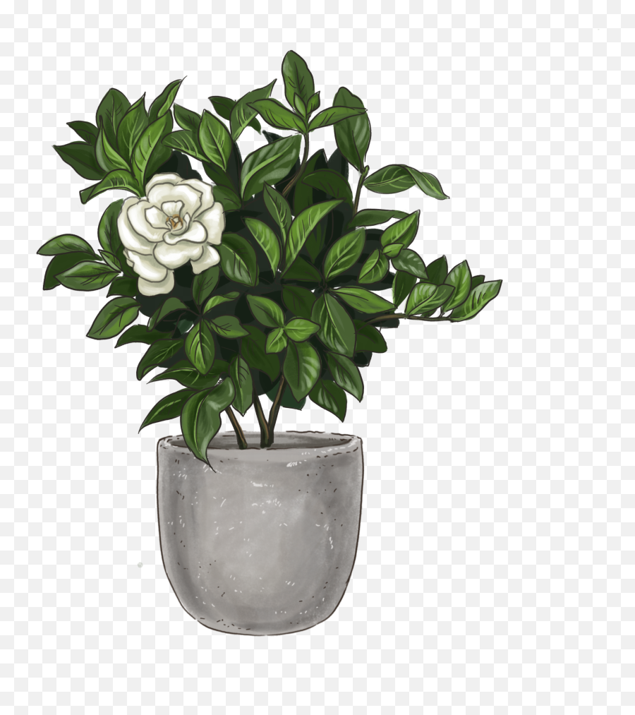 Gardenia Veitchii Beautiful Blooms Lively Root Emoji,Vase Emoji