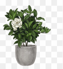 Gardenia Veitchii Beautiful Blooms Lively Root Emoji,Vase Emoji