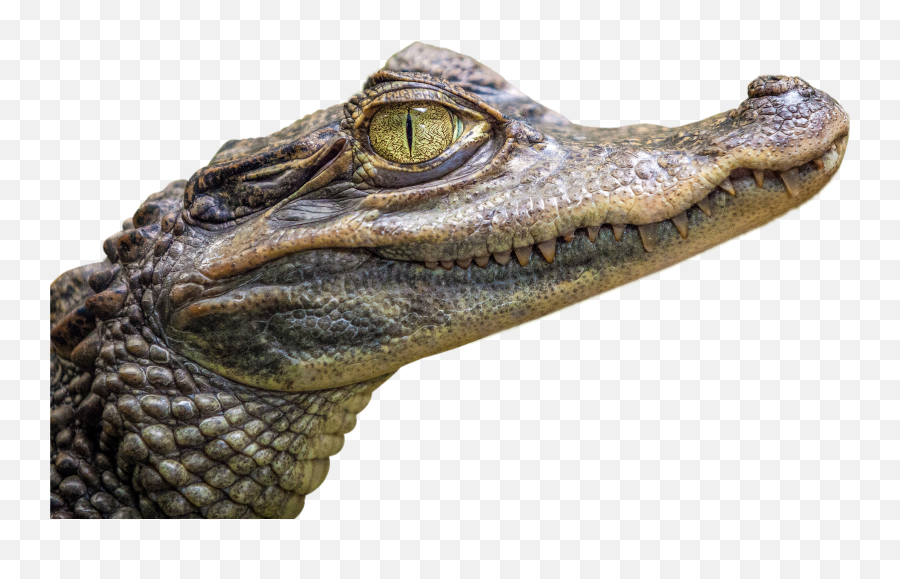 The Most Edited Pantano Picsart Emoji,Twitter Crocodile Emoji