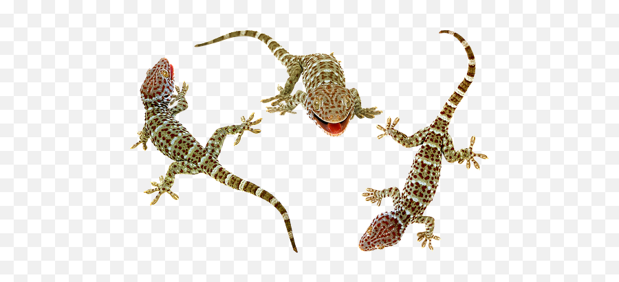 Free Gecko Lizard Illustrations - Animal Figure Emoji,Reptiles Have Emotions