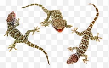 Free Gecko Lizard Illustrations - Animal Figure Emoji,Reptiles Have Emotions