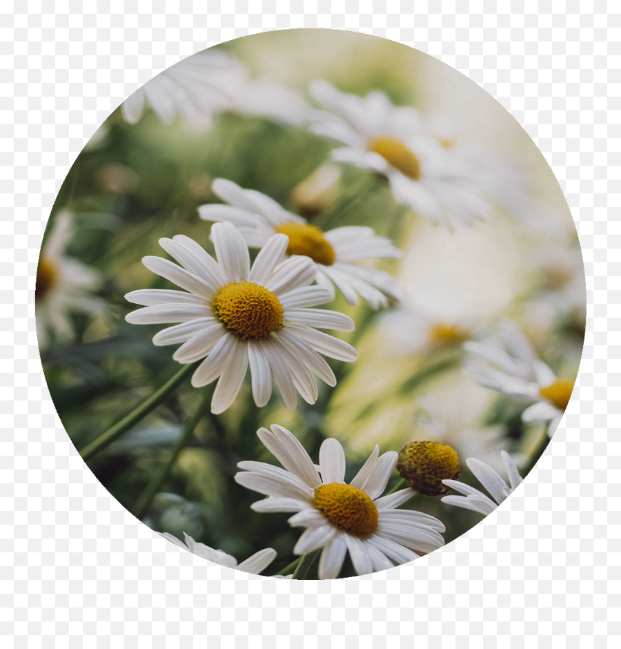 Chamomile - Marguerite Daisy Emoji,Chamoile Emotions