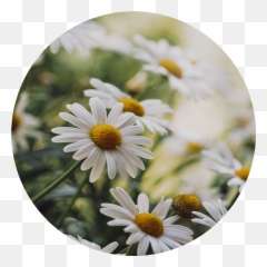 Chamomile - Marguerite Daisy Emoji,Chamoile Emotions